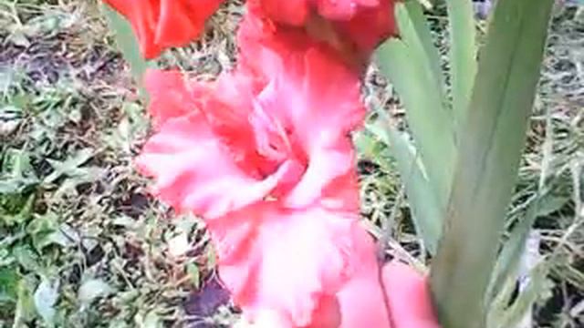 Гладиолус сорт Бизон 28 сентября 20222 года