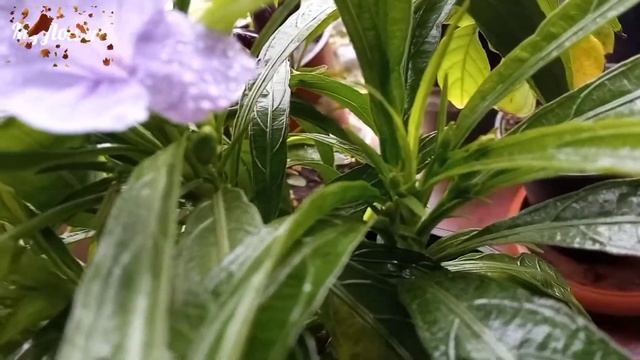 Руэллия Бриттона.Уход в домашних условиях. смотреть онлайн