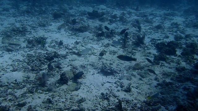 Дайвинг на о.Пхукет ТАИЛАНД смотреть онлайн