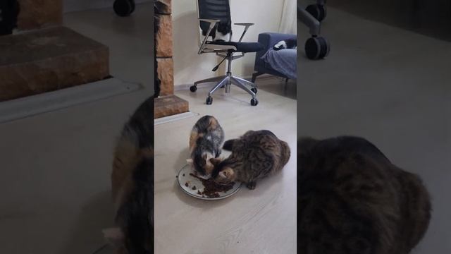 A house where only cats live. Real Love & Cat Love смотреть онлайн