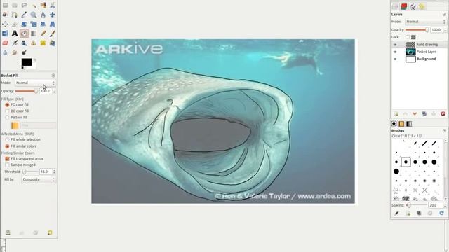 How to Draw: Tracing a Whale Picture, Ubuntu 12.04, with Wacom Bamboo Capture смотреть онлайн
