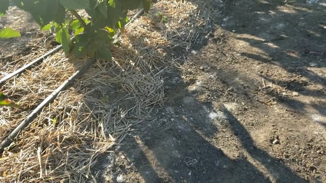 Доработка капельного полива. смотреть онлайн