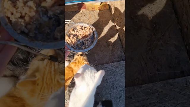 кошкин завтрак с песнями и танцами смотреть онлайн