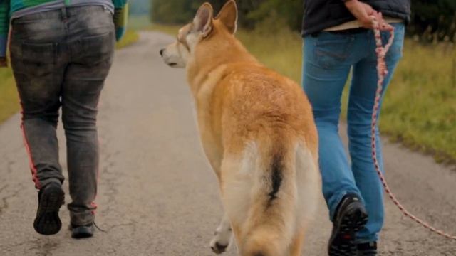 Imagefilm Malous Tierfotografie Kirchhundem | NIKVISUALS Media смотреть онлайн