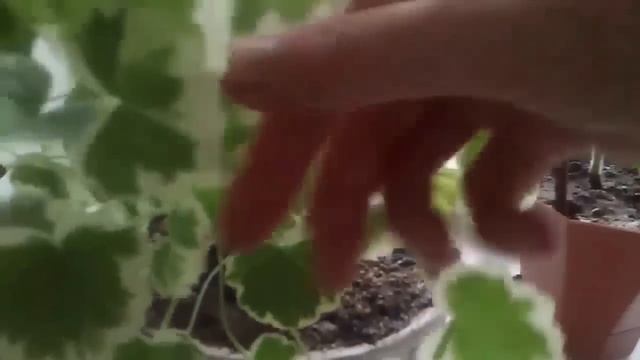 Пеларгония комнатное растение на наших подоконниках смотреть онлайн