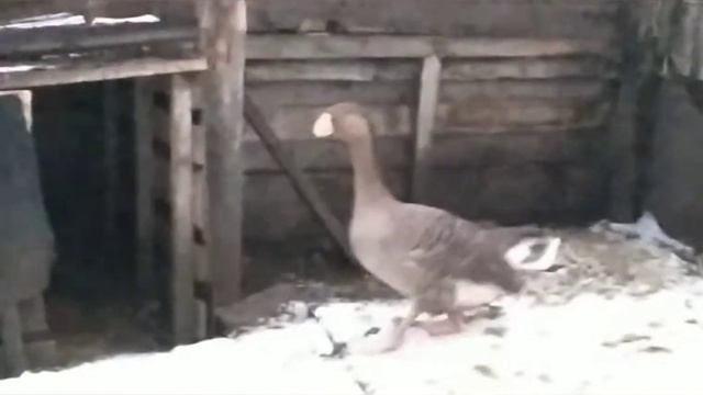 Все о породе Тульских гусей. Месте содержания, кормешке и уходе. смотреть онлайн