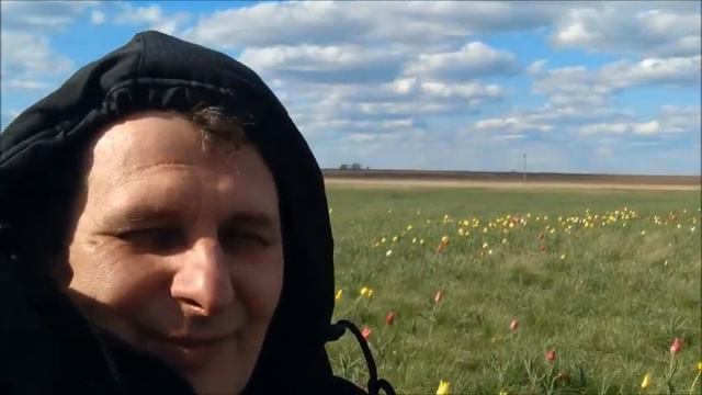 тюльпаны смотреть онлайн