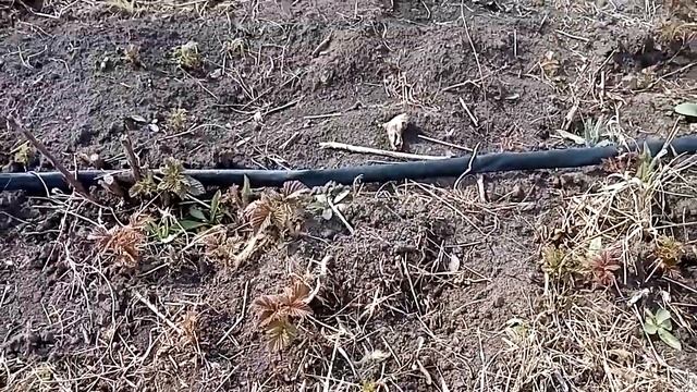 Клубника в парниках на 1.04.2020. Пикируем крапивку малины. смотреть онлайн