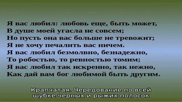 Породы и виды морских свинок смотреть онлайн