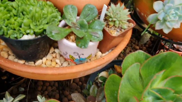 Cultivando suculentas no tempo смотреть онлайн