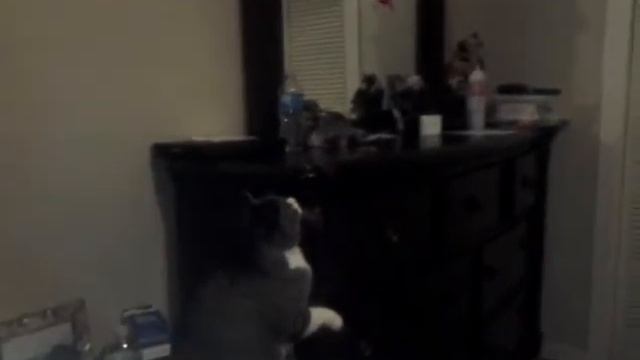 Cat vs rc part 2:heli's revenge смотреть онлайн