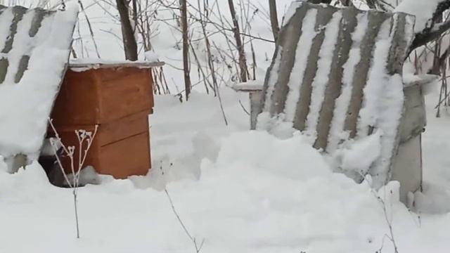 Зимовка пчёл 2021 год. Зимняя подкормка пчёл Канди. Зимовка пчёл на свежем воздухе. смотреть онлайн