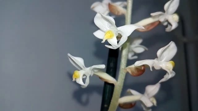 Цветение драгоценной орхидеи. Ludisia orchid смотреть онлайн