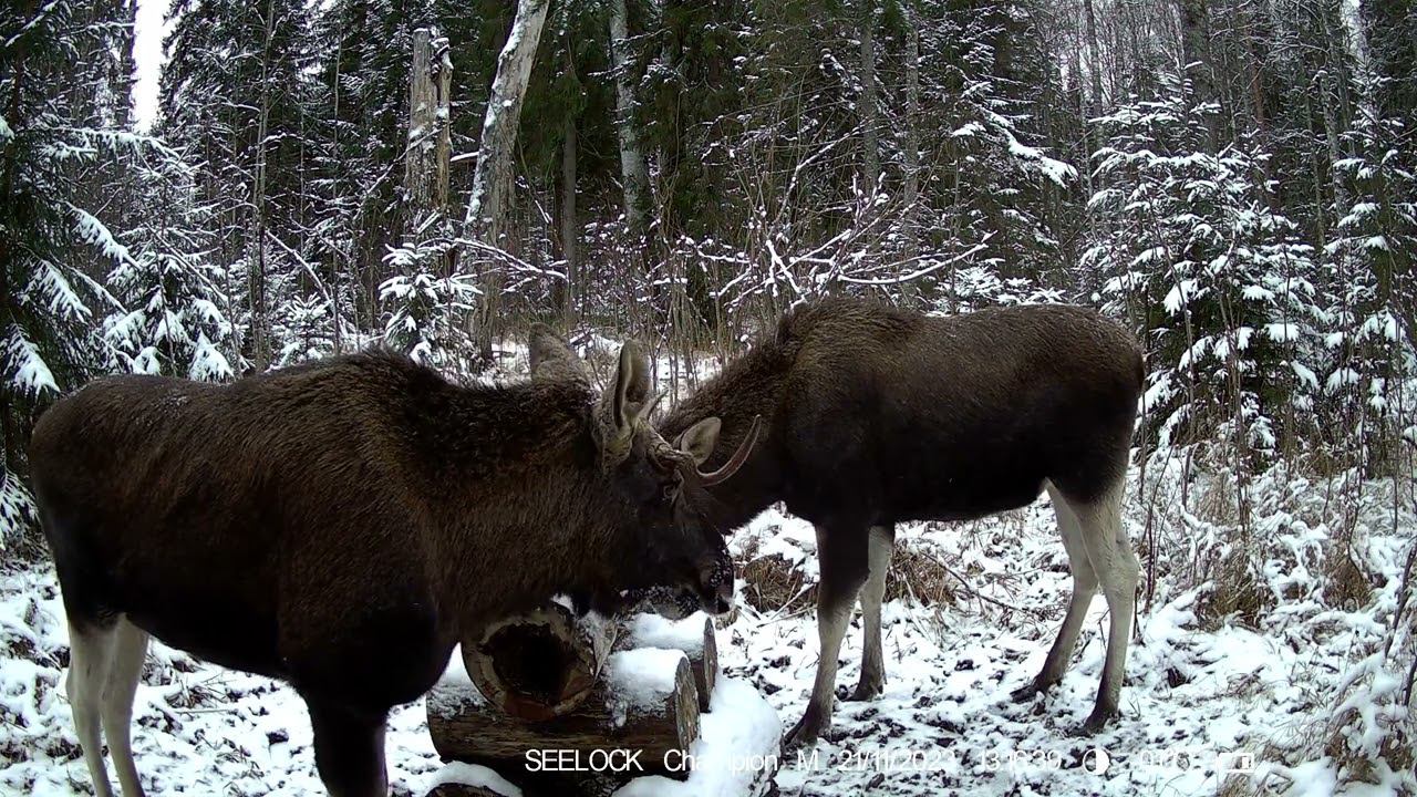 Фотоловушка SEELOCK S308W #5.4 /Разговоры у солонца №2 смотреть онлайн