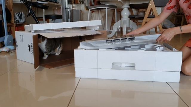 Pretty designer & cat unboxing Asus Proart 27 inch monitor PA27ac смотреть онлайн