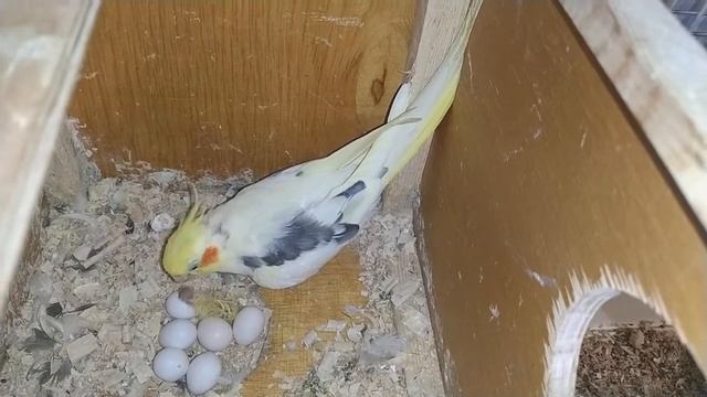 КОРЕЛЛА папа кормит малыша, который только что вылупился)