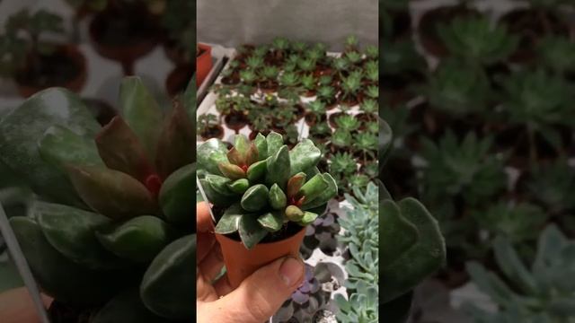 Адромискус купера