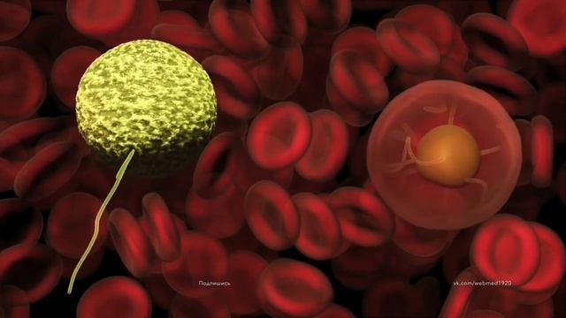 Жизненный цикл малярийного плазмодия Часть 2 смотреть онлайн