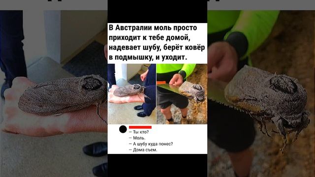 ГИГАНТСКАЯ АВСТРАЛИЙСКАЯ МОЛЬ! ШУБА ИЛИ ЖИЗНЬ? смотреть онлайн