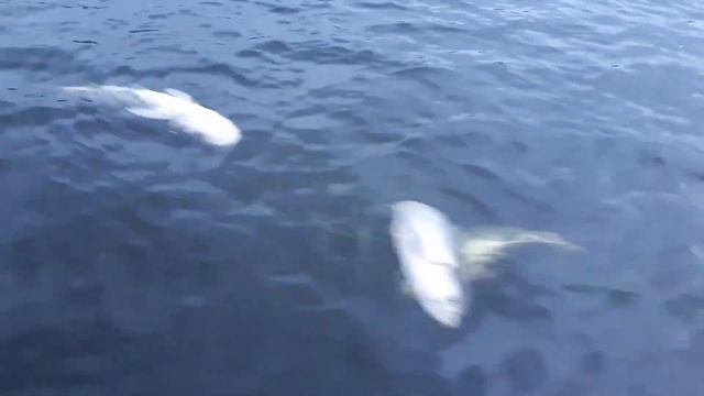 Сети на Десногорском водохранилище смотреть онлайн