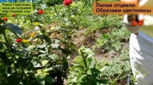 Лилии отцвели.  Обрезаем цветоносы