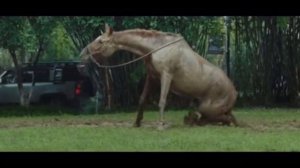 кунг фу жеребец 2023