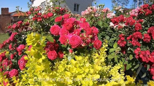 Цветение роз 2022 смотреть онлайн