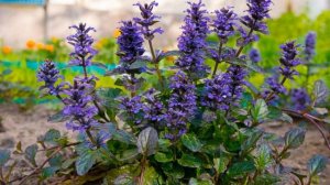 Живучка – Выращивание и уход