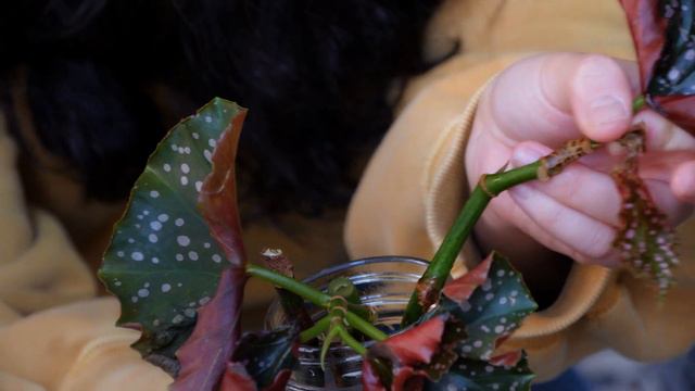 How To Propagate A Begonia Cracklin Rosie Houseplant