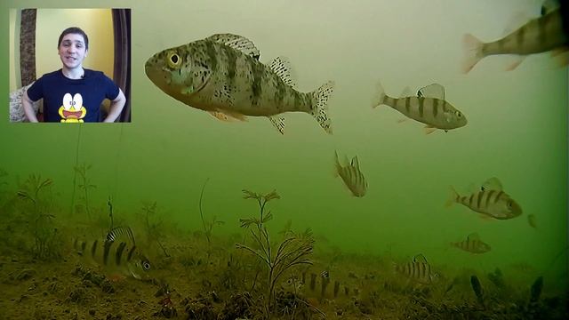 10 особенностей поведения ОКУНЯ. Подводная съемка зимней рыбалки 2019. Ловля окуня в Москве реке смотреть онлайн