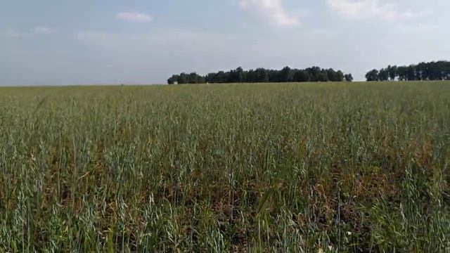 Агро эксперемент Часть 4. Засуха 2020. Сенокос. смотреть онлайн
