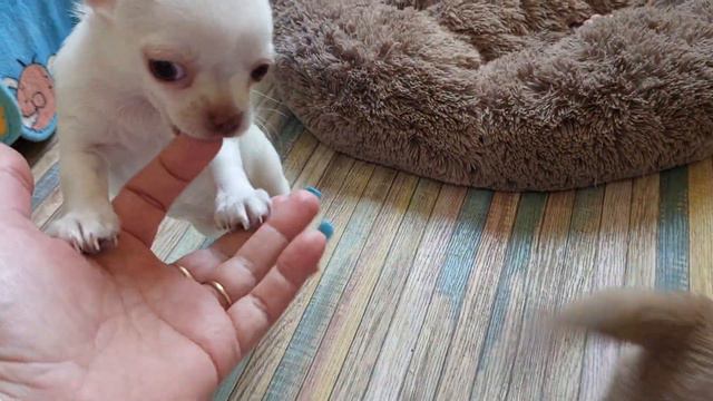#Кастропуло +79787458062 #продажа #chihuahua питомник в Крыму купить щенка #puppy смотреть онлайн