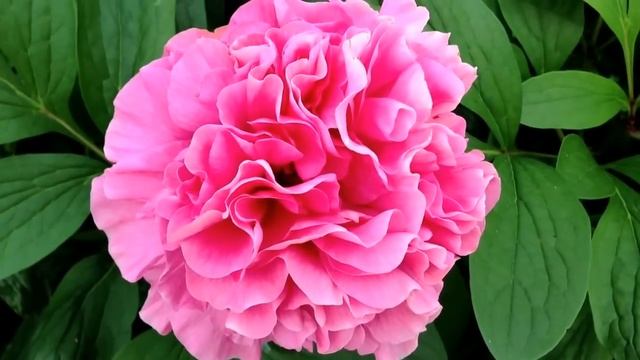 Peony Carnation Bouquet - www.peonyshop.com смотреть онлайн
