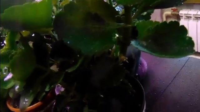 Содержание каланхоэ в осенне-зимний период. смотреть онлайн