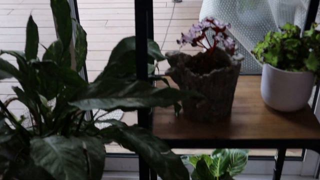 Family Room Plant Tour and Spring Clean Part 2 смотреть онлайн