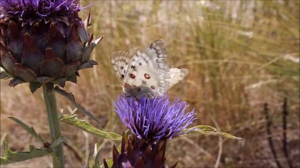 parnassius apollo