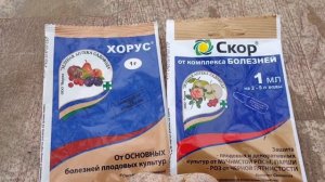 Сорт Вишни МОЛОДЕЖНАЯ. Вишня в вашем саду.