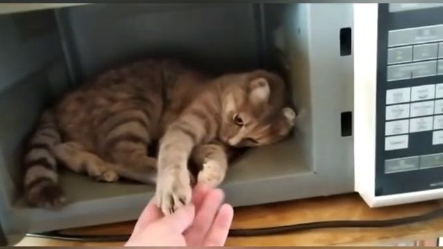 Домашний кулинар