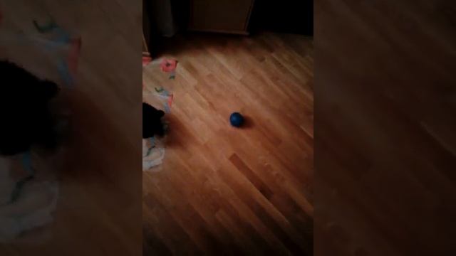 кокер-спаниель ...1 месяц смотреть онлайн