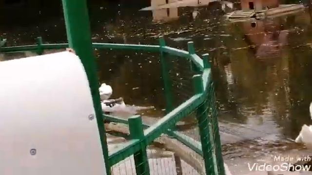 Поход в зоопарк /семейный досуг/часть 1. смотреть онлайн