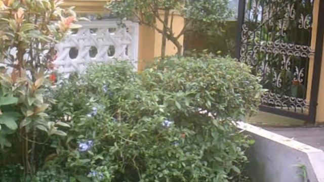 ozito hedge trimmer demo video смотреть онлайн