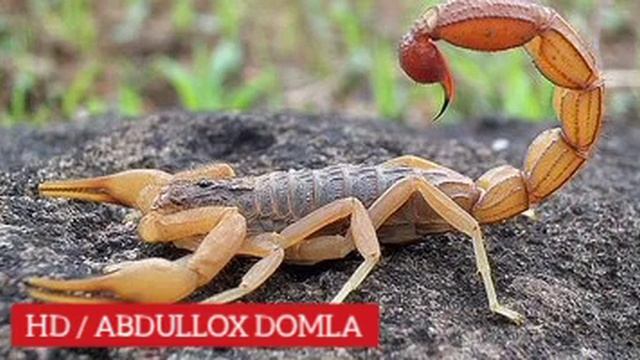 Abdulloh Domla Chayon Haqida Juda Qiziq Malumot