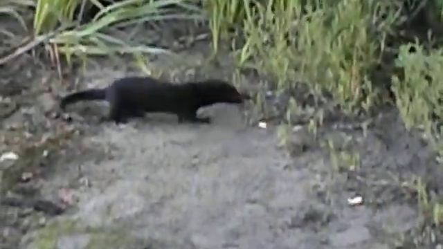 Северский Донец, хорёк смотреть онлайн