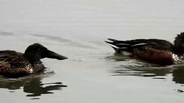 Широконоска - Anas Clypeata