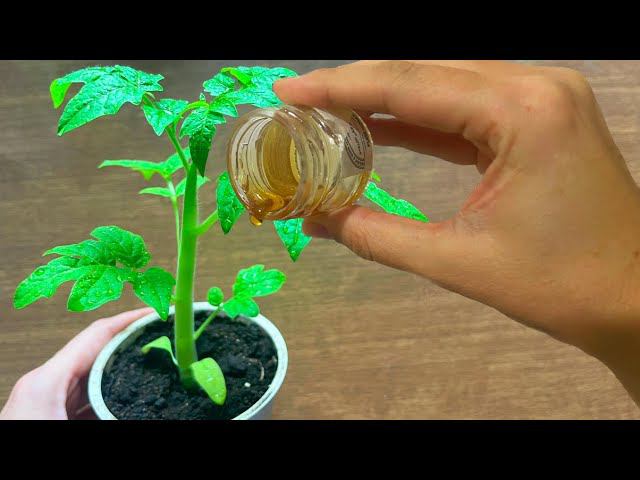 Слабая рассада станет крепенькой и жирненькой сразу же! Чудодейственное средство! смотреть онлайн