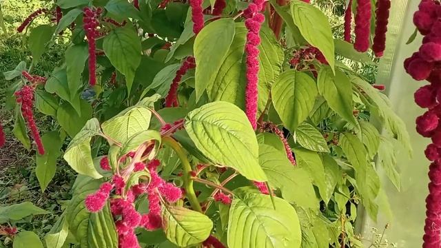 Амарант - неувядающий цветок.Дарующий бессмертие. смотреть онлайн