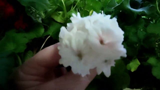 Такой РАССАДЫ вы ещё не видели, растёт на обычной земле. смотреть онлайн