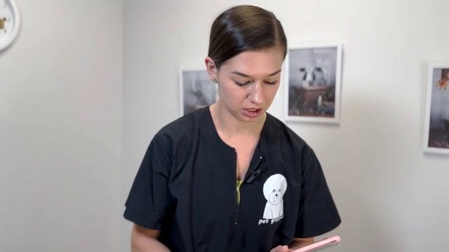 Вычесываем французского бульдога, мопса, чихуахуа и других короткошерстных смотреть онлайн