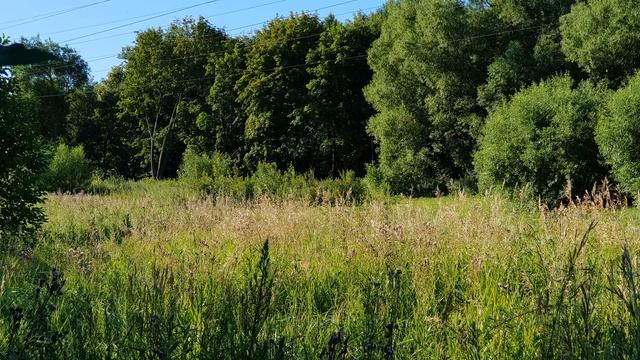 ЧУДЕСНЫЕ ПОЛЕВЫЕ ЦВЕТЫ смотреть онлайн