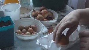 Посадка лука на перо в контейнере от яиц